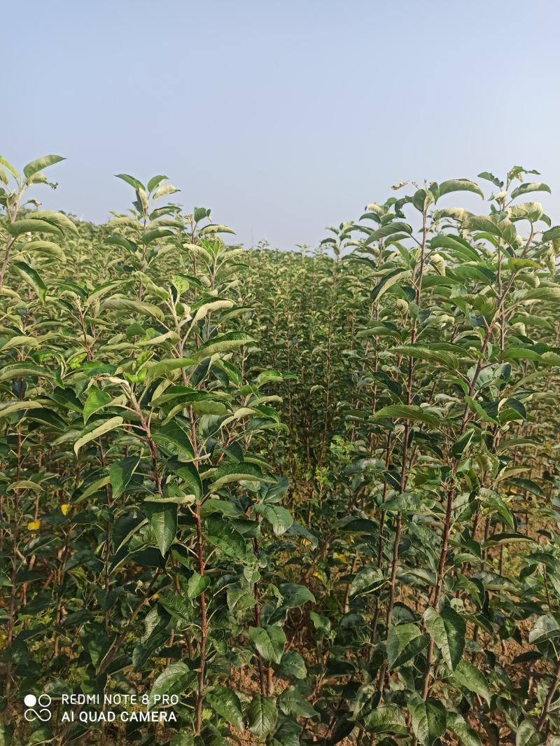苹果苗木山东苹果苗产地～成品苹果苗昌阳红响富元富红鲁丽