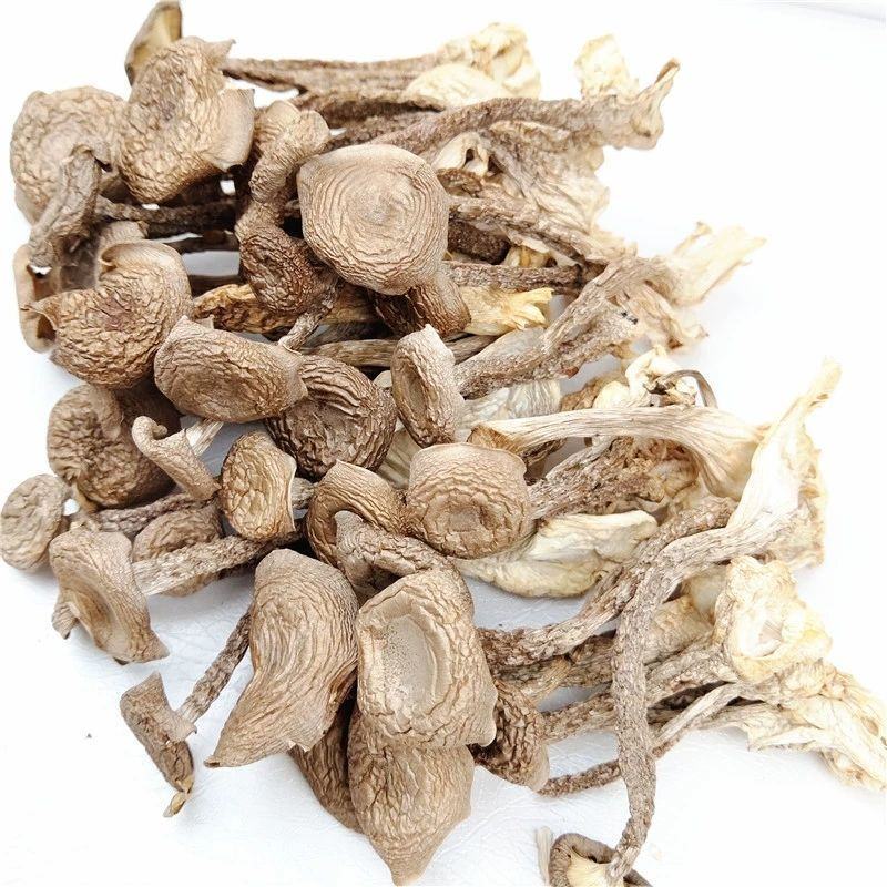 特级鹿茸菇无硫鹿茸菌新鲜无硫香菇干货土特产无添加产地直销