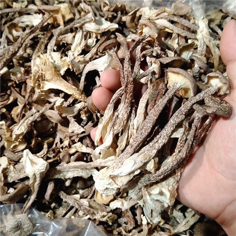 特级鹿茸菇无硫鹿茸菌新鲜无硫香菇干货土特产无添加产地直销