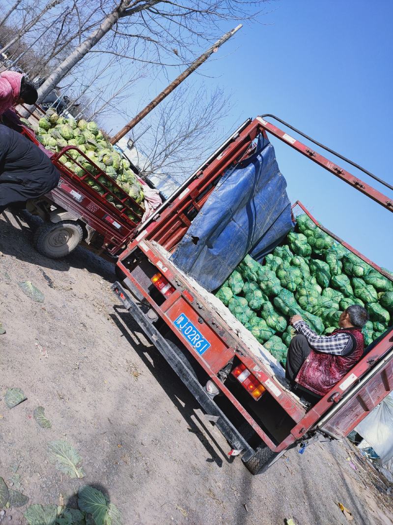 精品甘蓝圆包菜货源充足产地直发实力代办