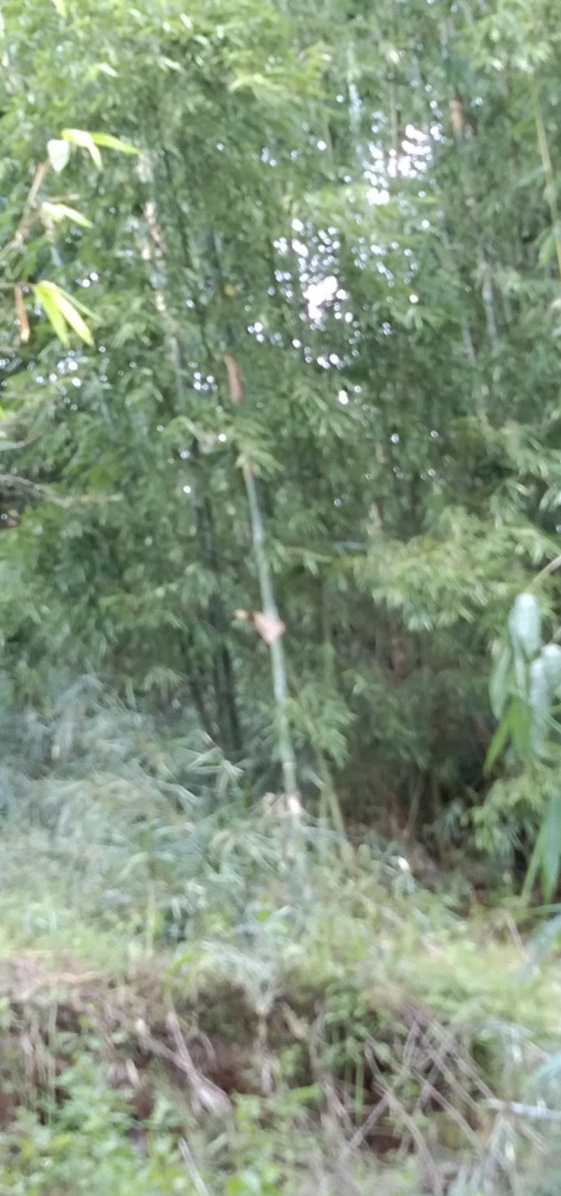 精品外架竹子批发零售