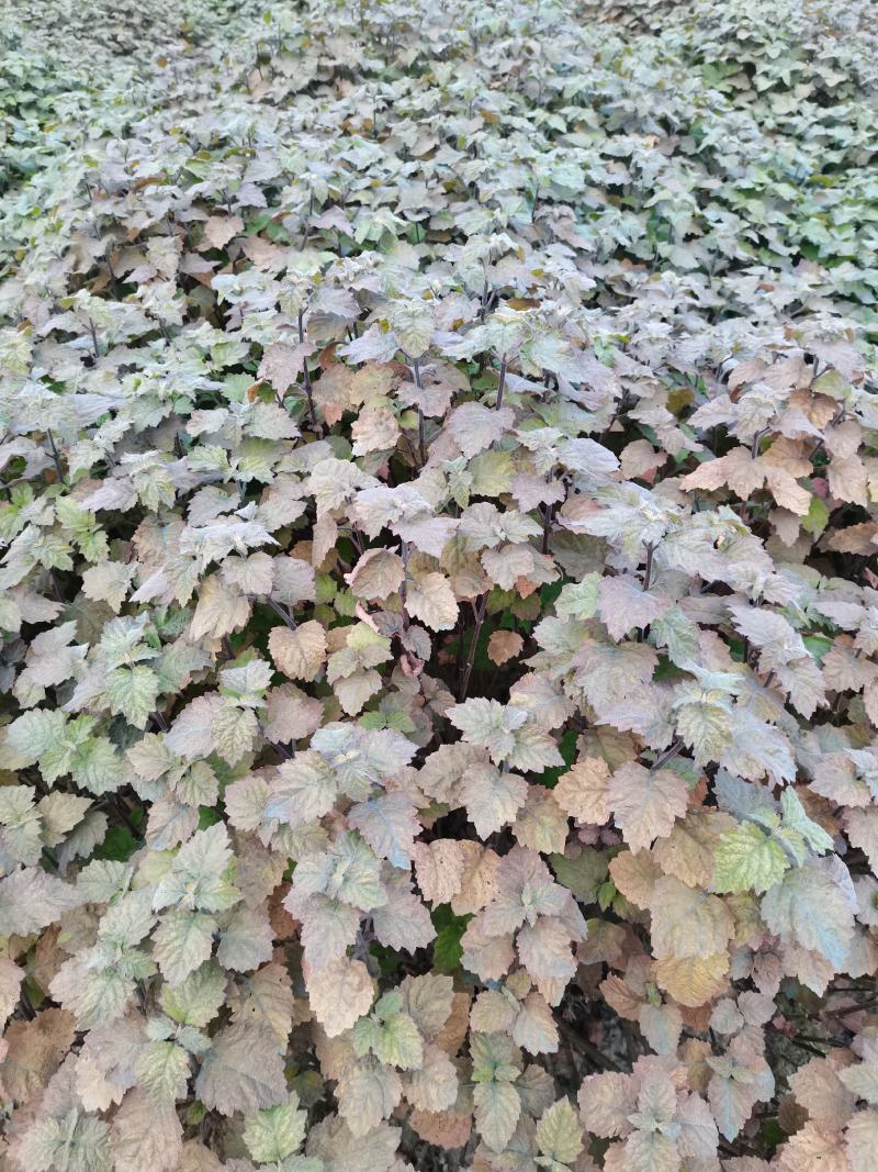 广霍香苗，广霍香种苗，基地直供，人工采挖，大量有货