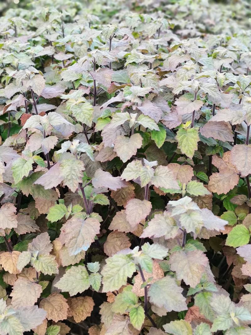 广霍香苗，广霍香种苗，基地直供，人工采挖，大量有货