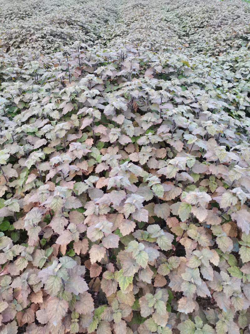 广霍香苗，广霍香种苗，基地直供，人工采挖，大量有货