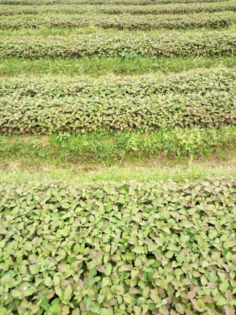 广霍香苗，广霍香种苗，基地直供，人工采挖，大量有货