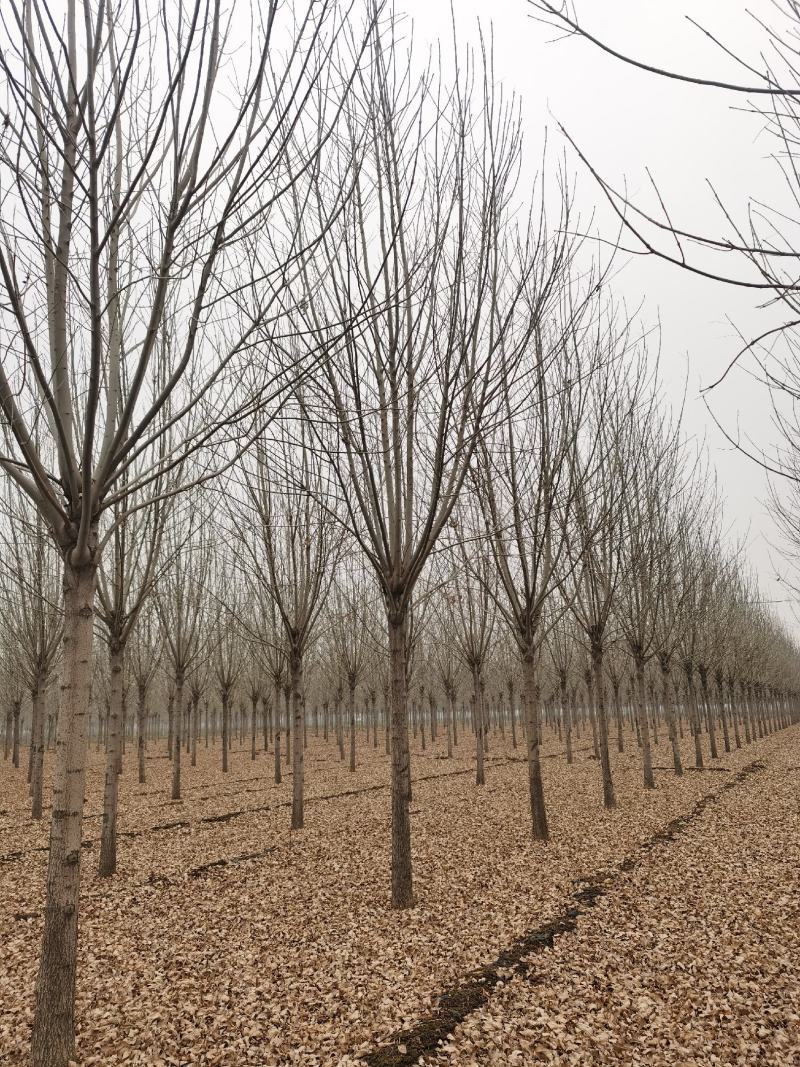速生白蜡老式白蜡8-20公分二到三年冒白蜡