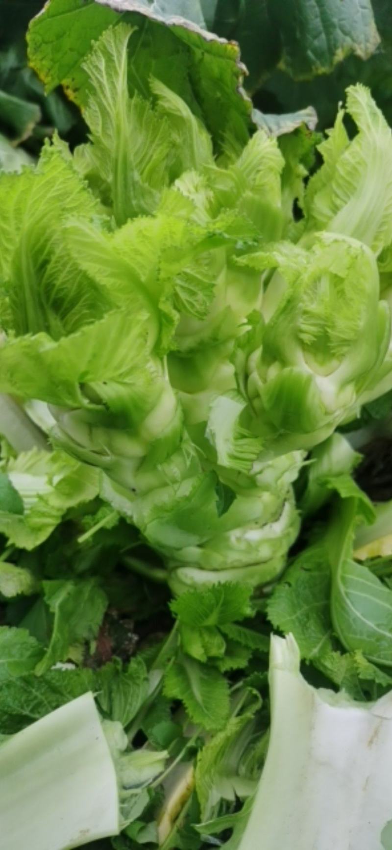 儿菜基地。个头大小合适。质量优良。品质保证量大从优