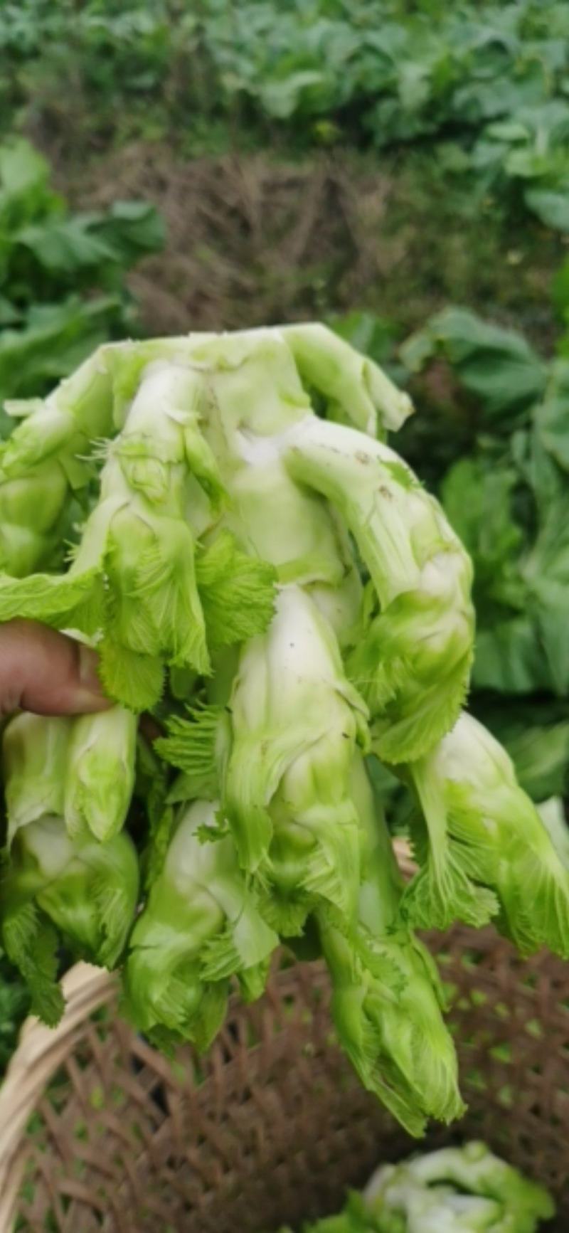 儿菜基地。个头大小合适。质量优良。品质保证量大从优