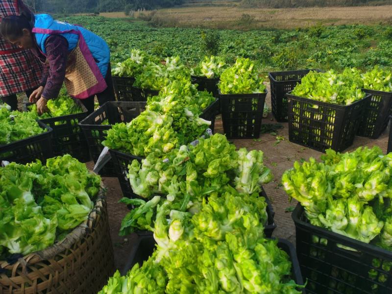 儿菜基地。个头大小合适。质量优良。品质保证量大从优