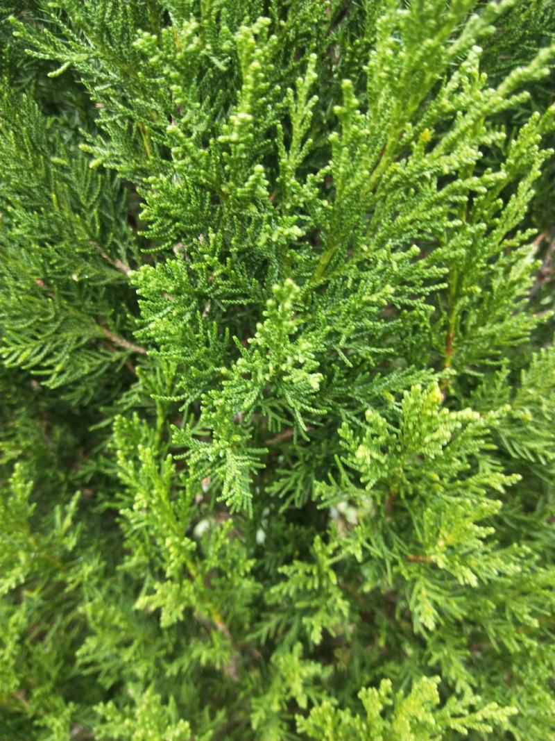 塔柏，规格齐全，货源充足，基地直供，欢迎批发