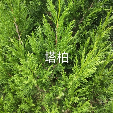 塔柏，规格齐全，货源充足，基地直供，欢迎批发