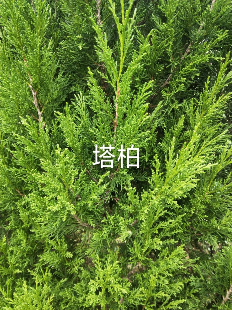 塔柏，规格齐全，货源充足，基地直供，欢迎批发