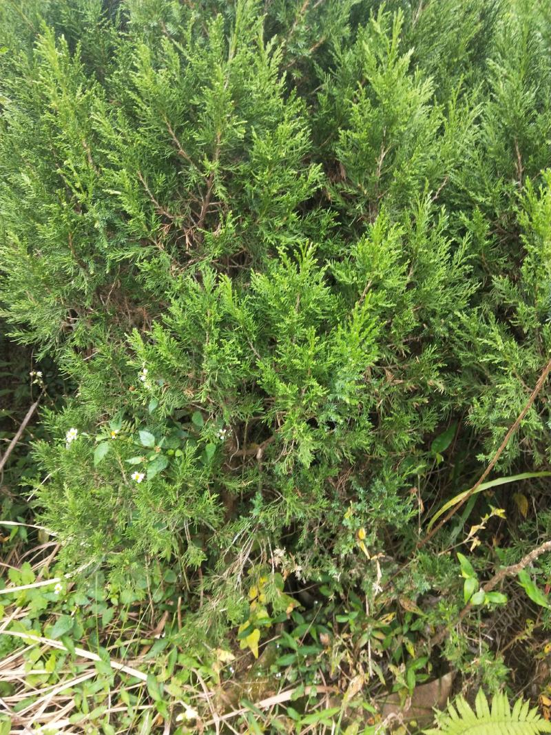 塔柏，规格齐全，货源充足，基地直供，欢迎批发