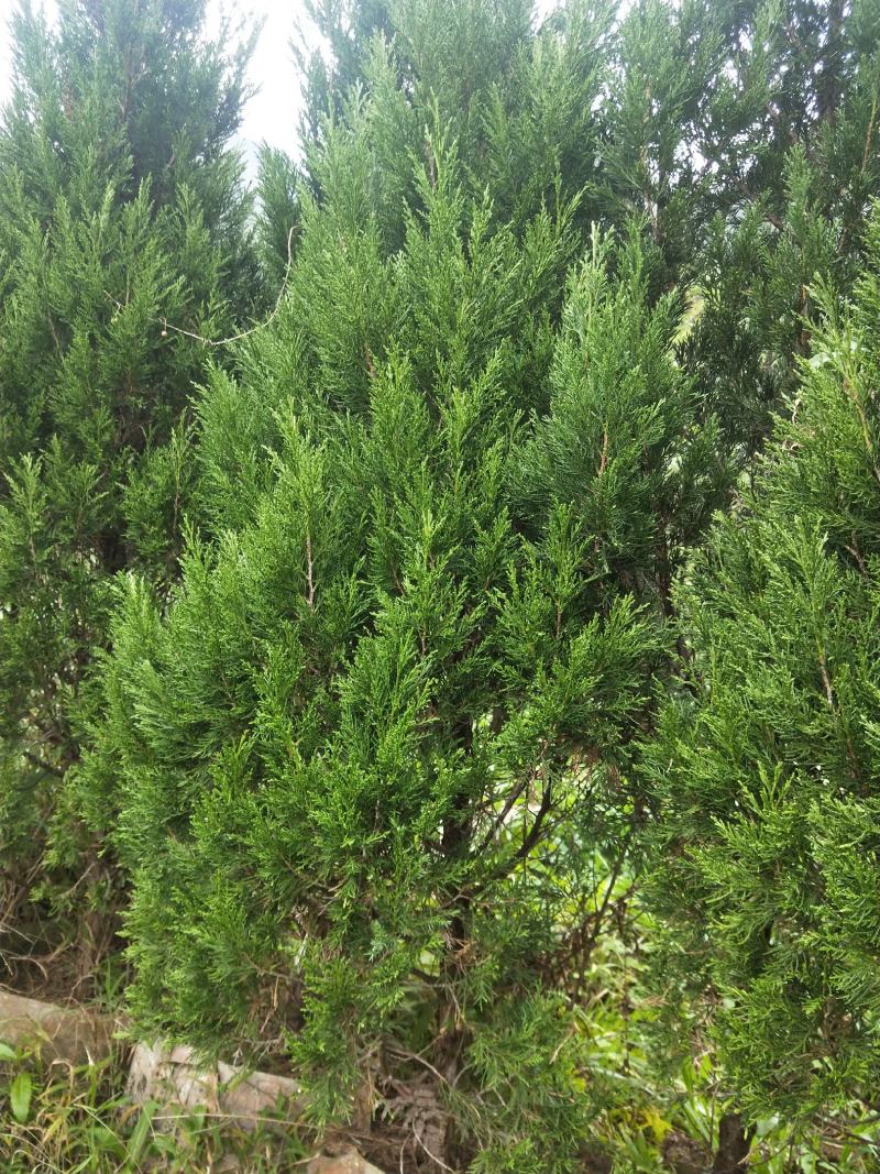 塔柏，规格齐全，货源充足，基地直供，欢迎批发