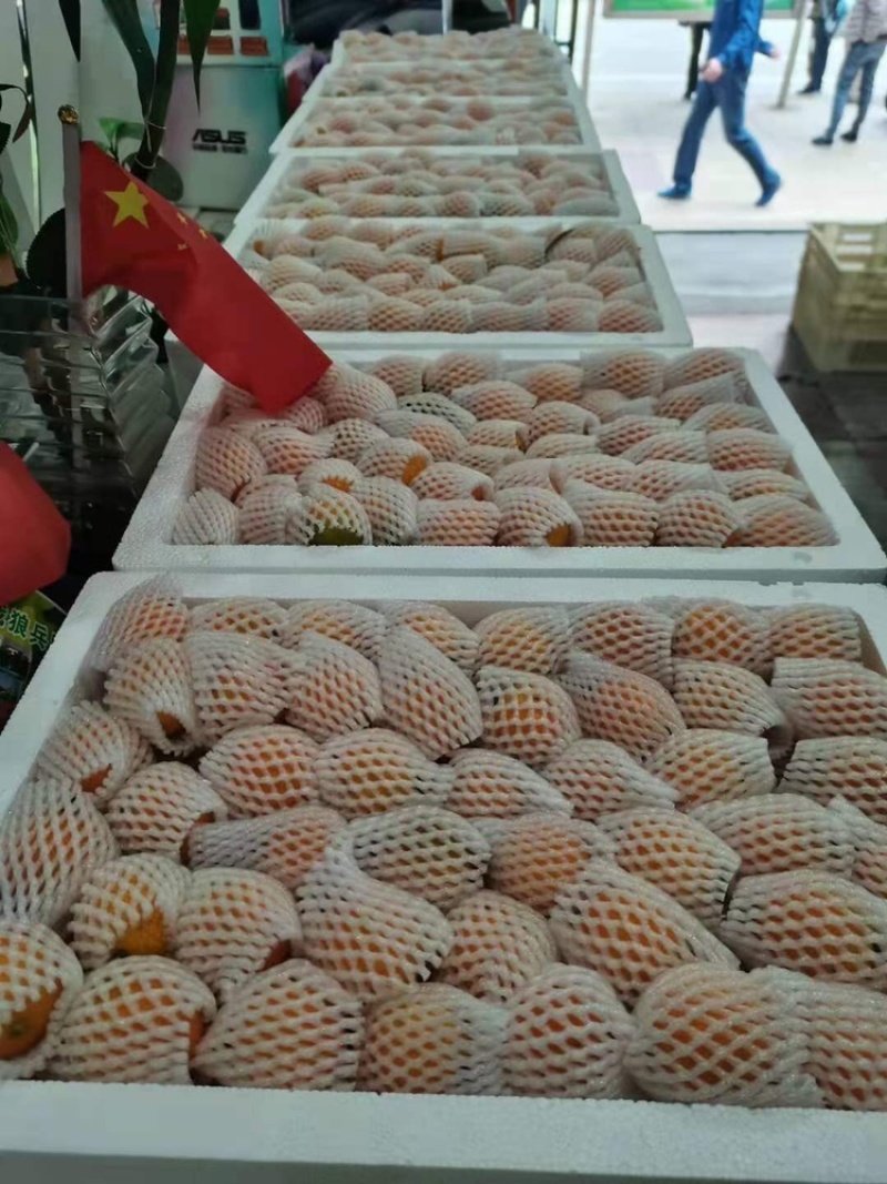 福建尤溪特产金柑品质好