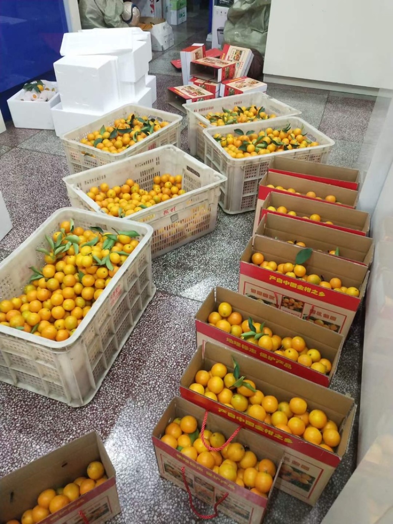 福建尤溪特产金柑品质好