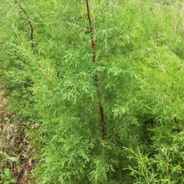 藏柏（滇柏）苗，规格齐全，货源充足，基地直供，欢迎批发