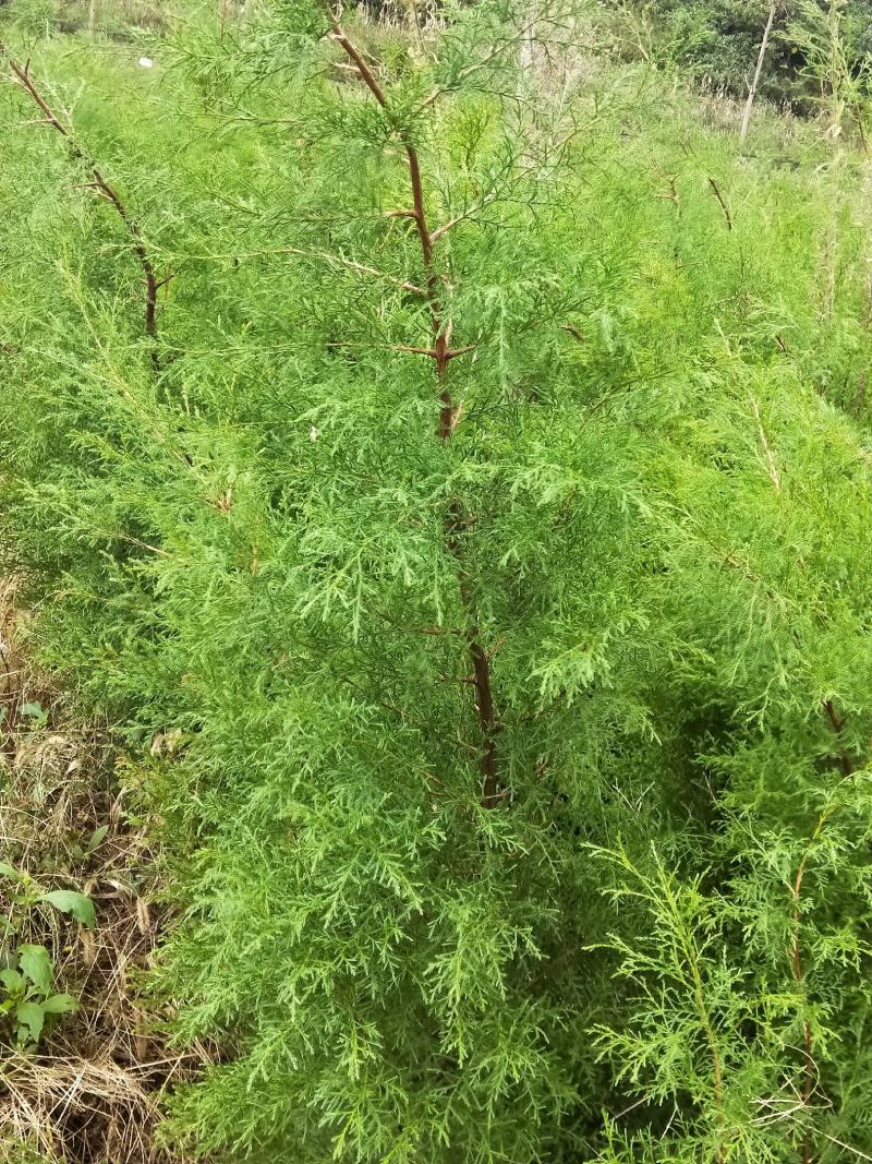 藏柏（滇柏）苗，规格齐全，货源充足，基地直供，欢迎批发