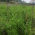 藏柏（滇柏）苗，规格齐全，货源充足，基地直供，欢迎批发