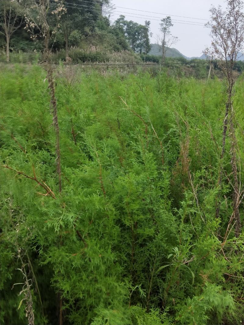 藏柏（滇柏）苗，规格齐全，货源充足，基地直供，欢迎批发