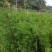 藏柏（滇柏）苗，规格齐全，货源充足，基地直供，欢迎批发