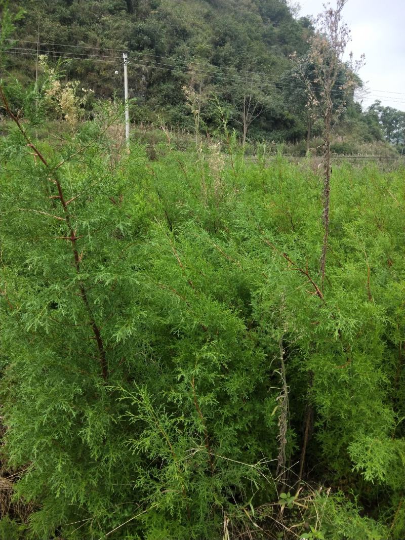 藏柏（滇柏）苗，规格齐全，货源充足，基地直供，欢迎批发