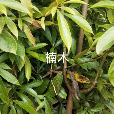 楠木，价格实惠，规格齐全，货源充足，基地直供，欢迎批发