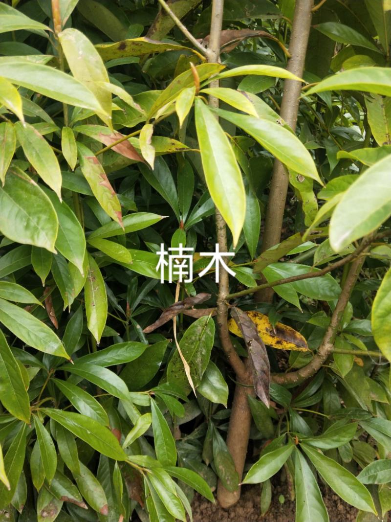 楠木，价格实惠，规格齐全，货源充足，基地直供，欢迎批发