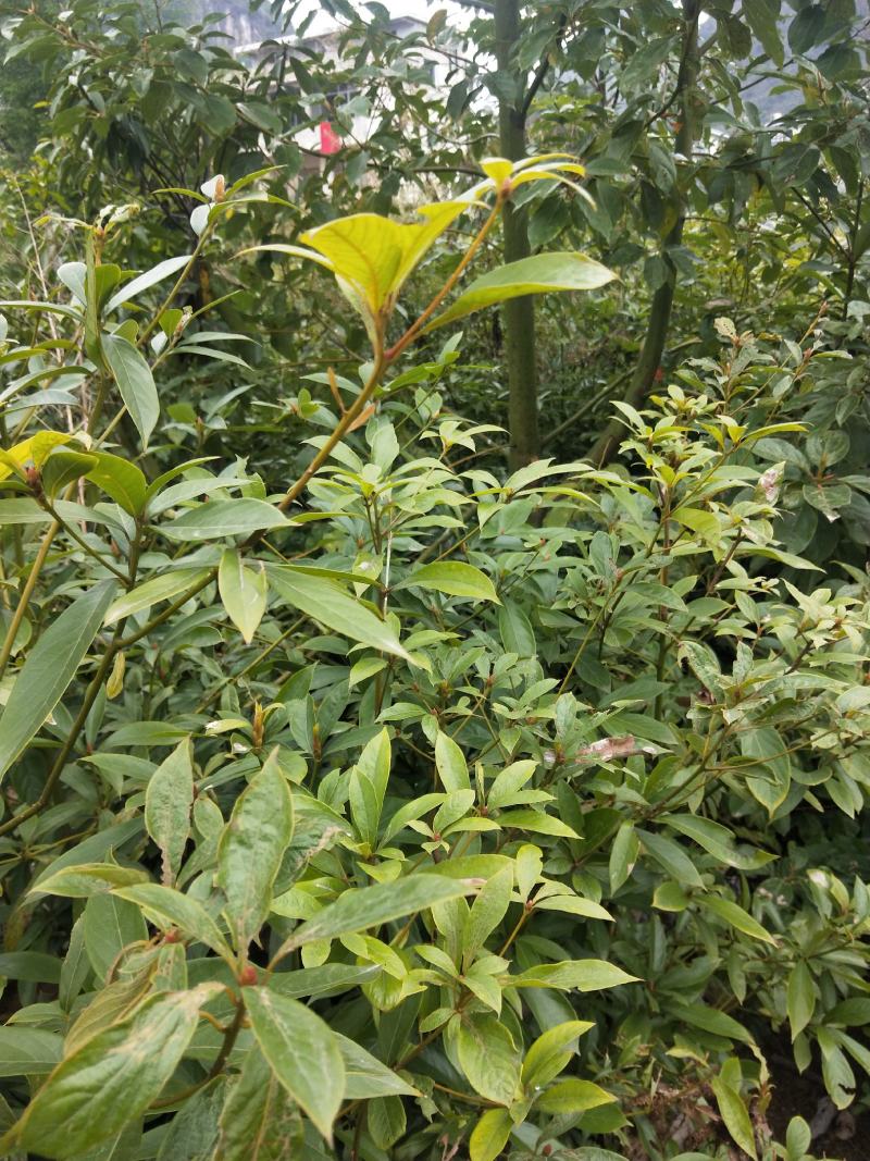 楠木，价格实惠，规格齐全，货源充足，基地直供，欢迎批发