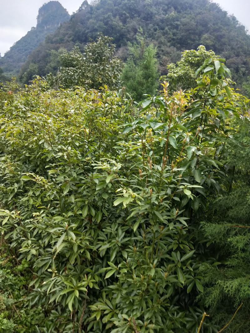 楠木，价格实惠，规格齐全，货源充足，基地直供，欢迎批发