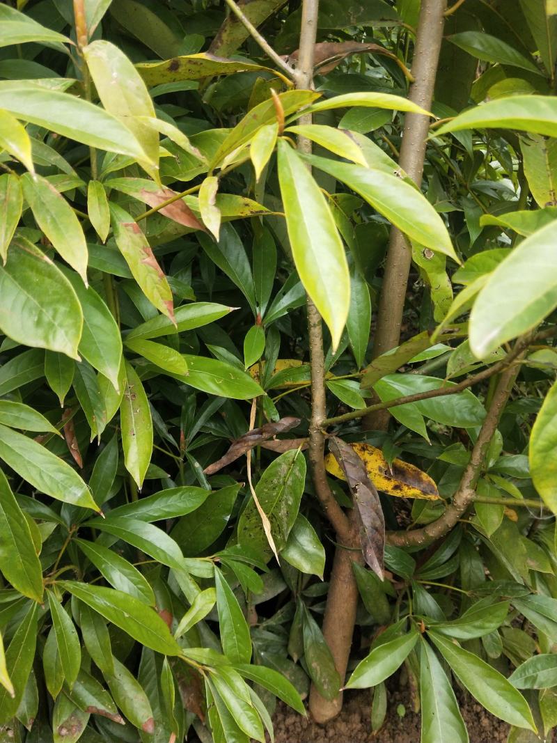楠木，价格实惠，规格齐全，货源充足，基地直供，欢迎批发