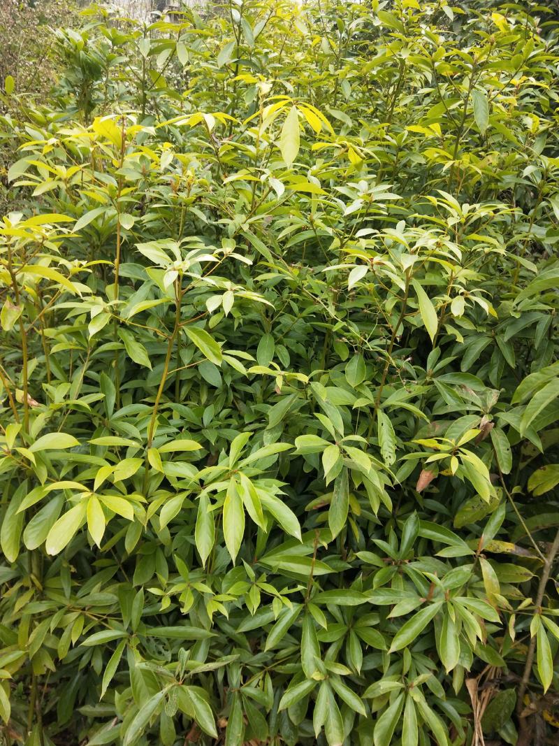 楠木，价格实惠，规格齐全，货源充足，基地直供，欢迎批发