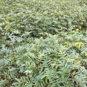 九叶青椒，价格实惠，规格齐全，货源充足，基地直供，欢迎批发
