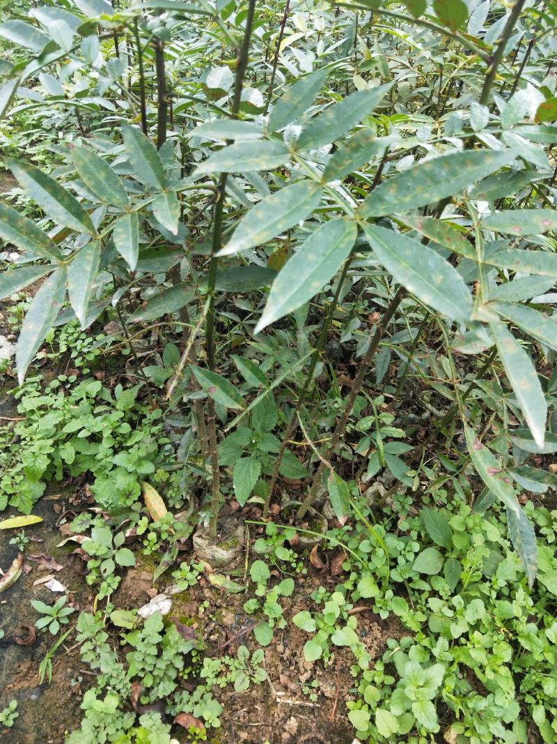 九叶青椒，价格实惠，规格齐全，货源充足，基地直供，欢迎批发