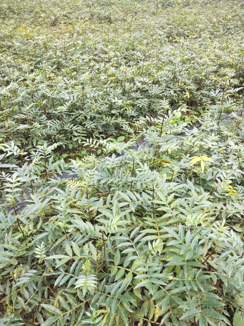 九叶青椒，价格实惠，规格齐全，货源充足，基地直供，欢迎批发