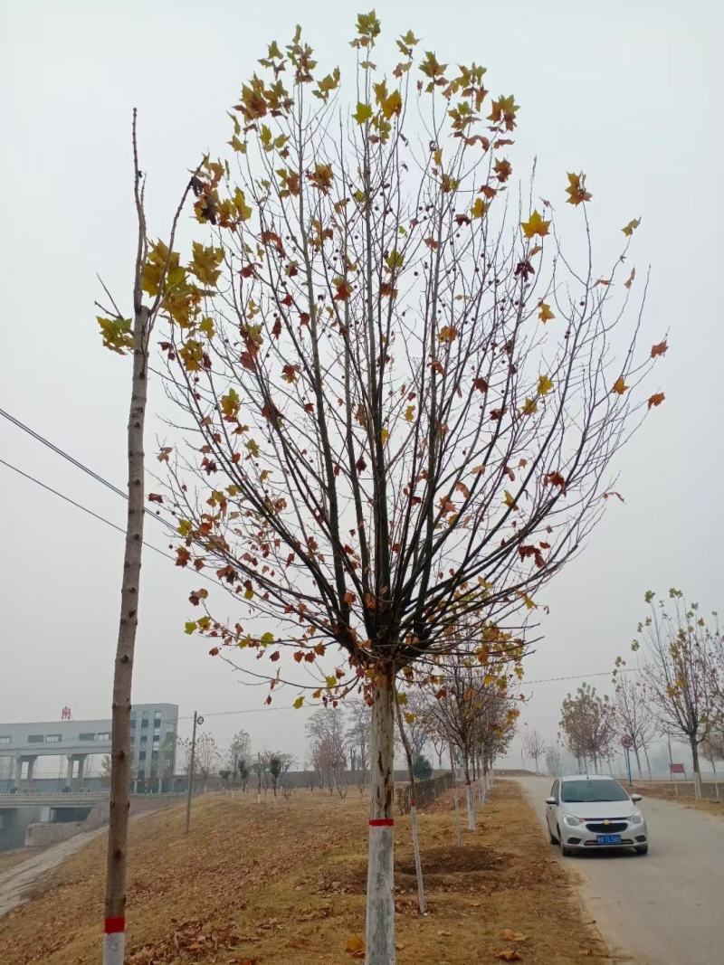 速生法桐悬铃木8-25公分二到三年冒