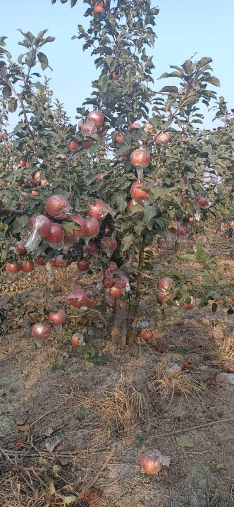 红富士苹果80mm以上膜袋，量大优惠长期合作
