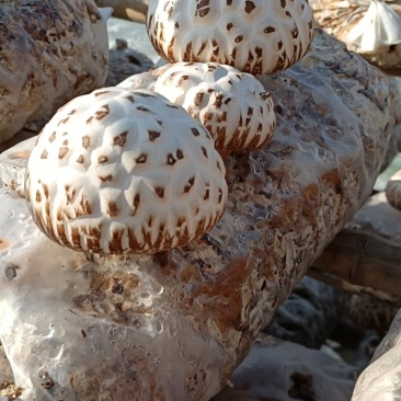 鲜菇
