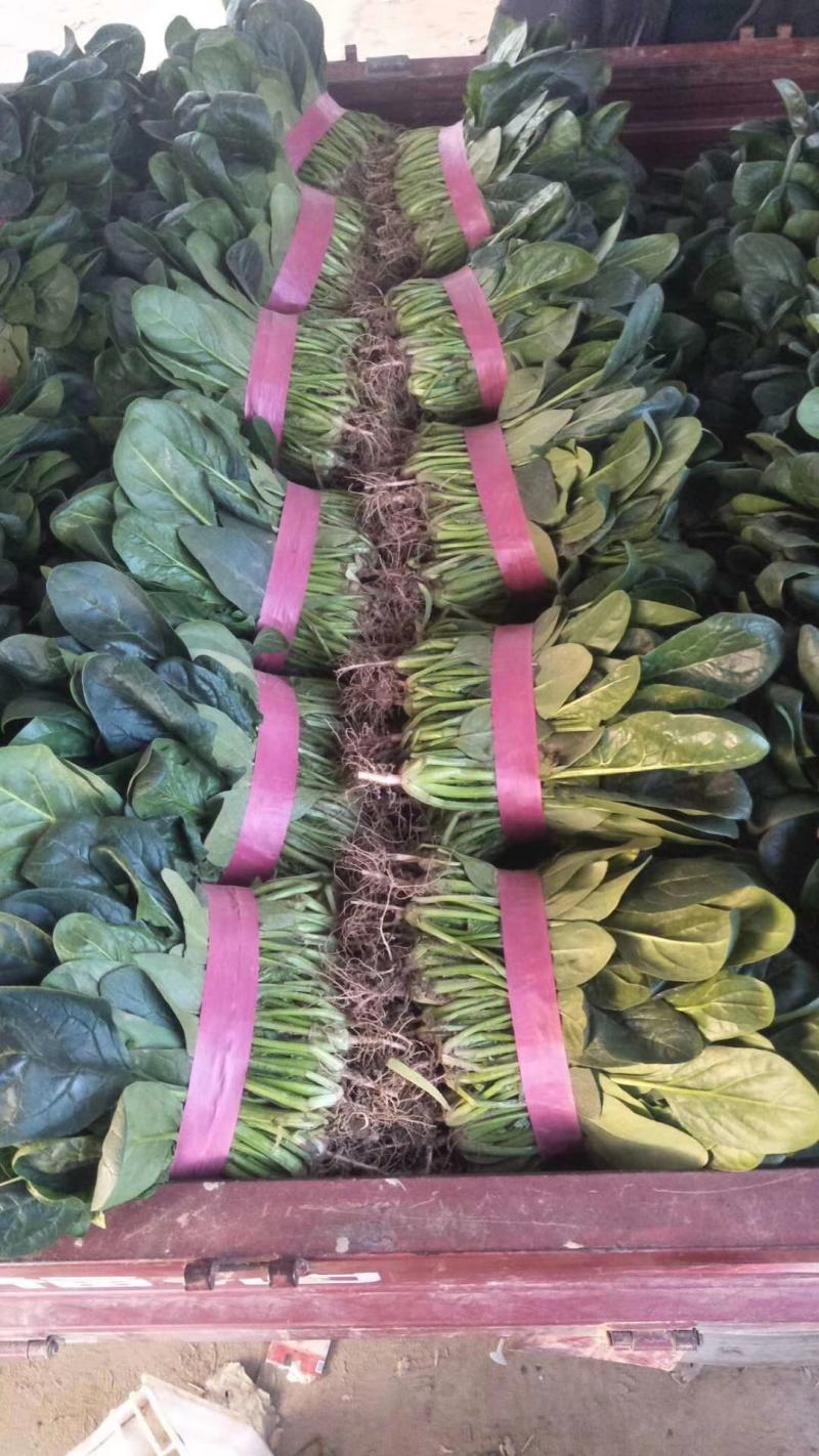 大棚大叶菠菜，产地货源，实力代办，可视频实地看货