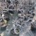 盆栽矮化苹果树苗,当年结果,盆景室内,室外都可以栽种,