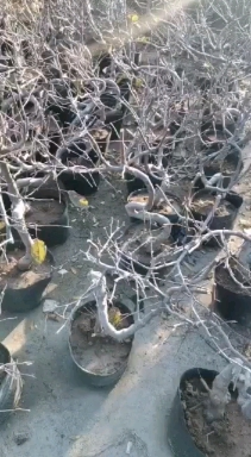 盆栽矮化苹果树苗，当年结果，盆景室内，室外都可以栽种，