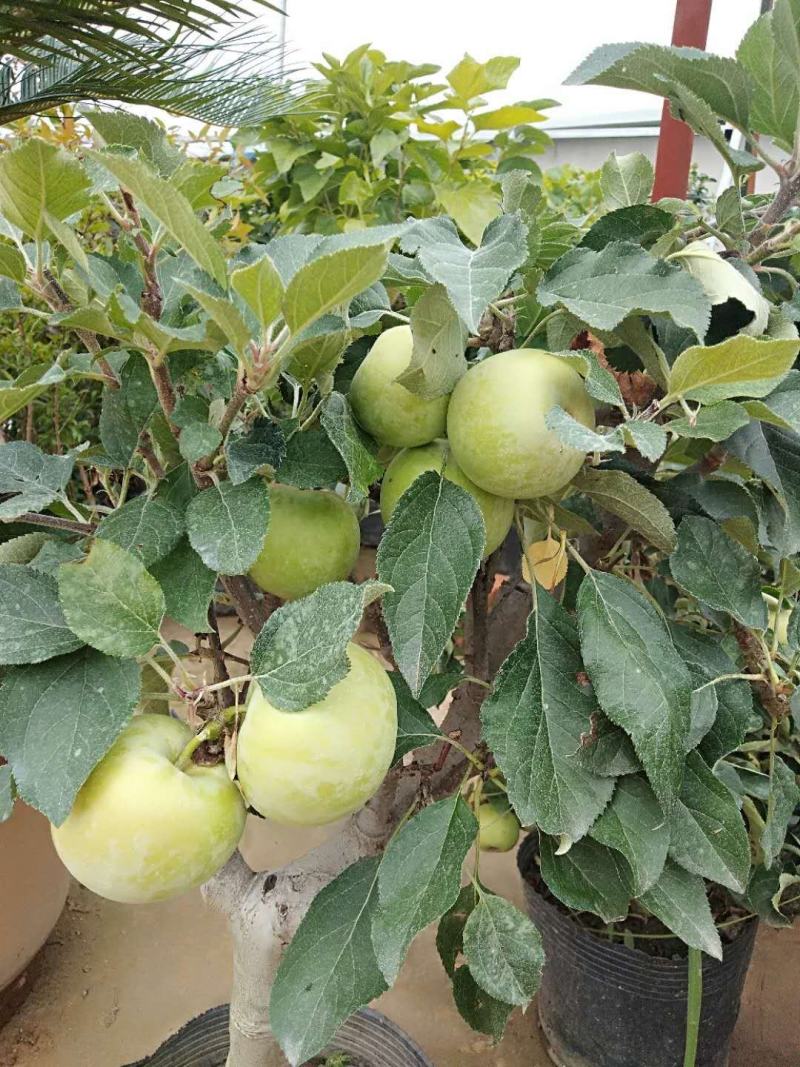盆栽矮化苹果树苗，当年结果，盆景室内，室外都可以栽种，