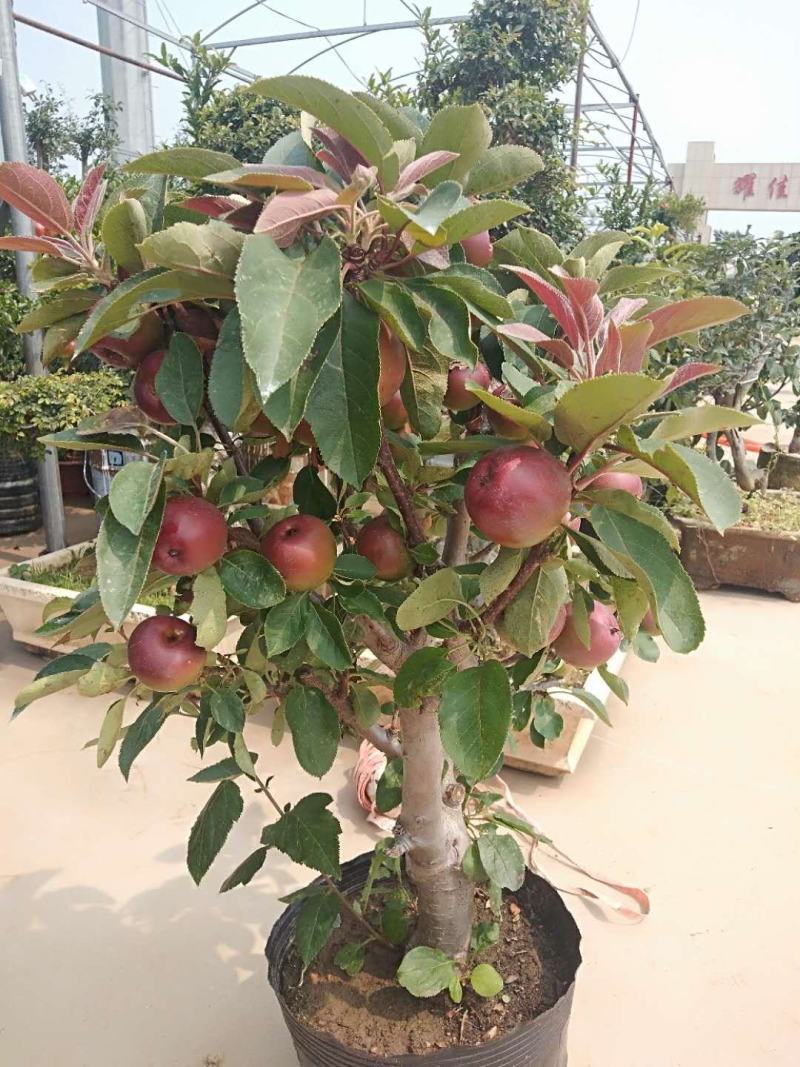 盆栽矮化苹果树苗，当年结果，盆景室内，室外都可以栽种，