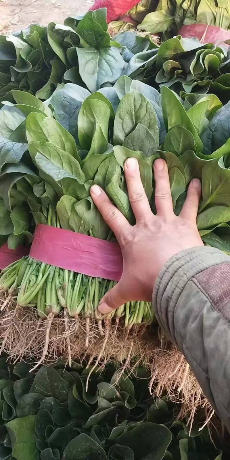 河南菠菜，大叶菠菜20~28大量有货，万亩基地诚信代办