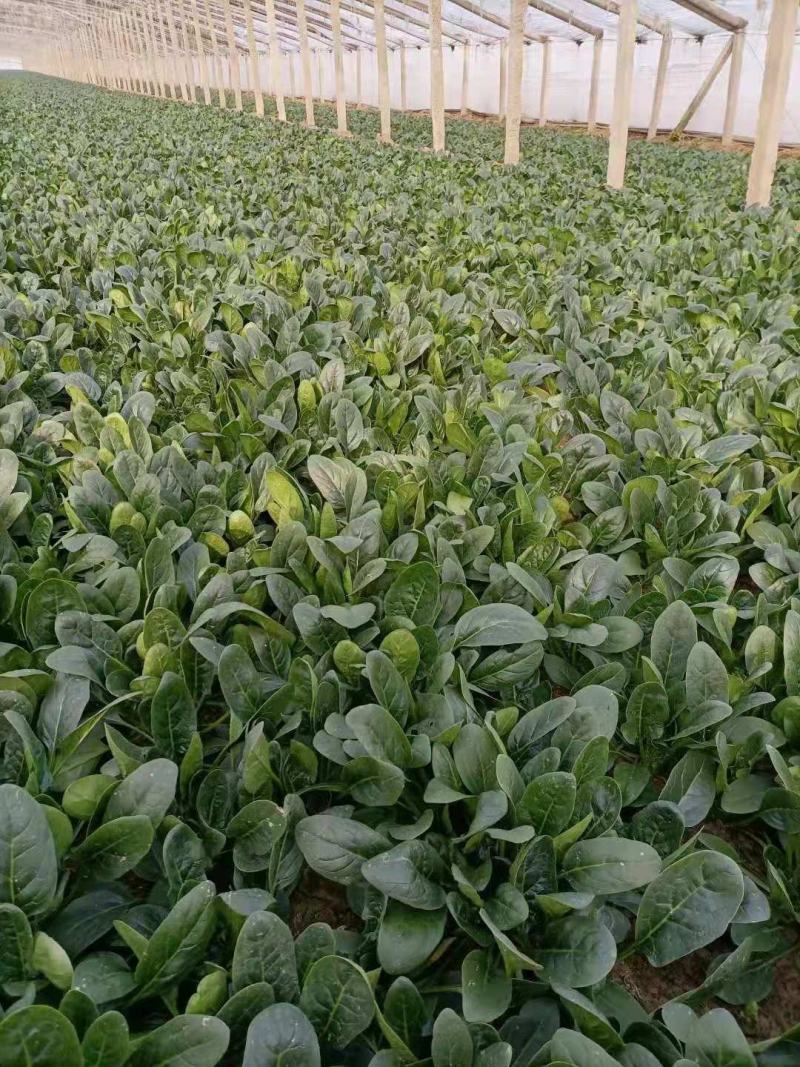 河南菠菜，大叶菠菜20~28大量有货，万亩基地诚信代办