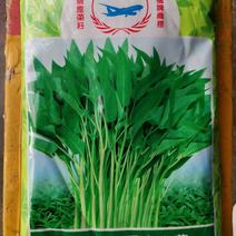 【精选】泰国柳叶空心菜种子颜色青绿空心品质好口感