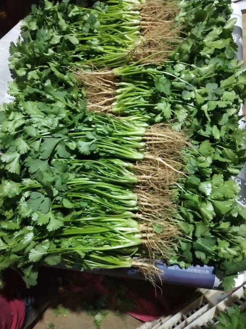 精品大棚香菜，大叶香菜已经大量上市，实力代办，价低货好