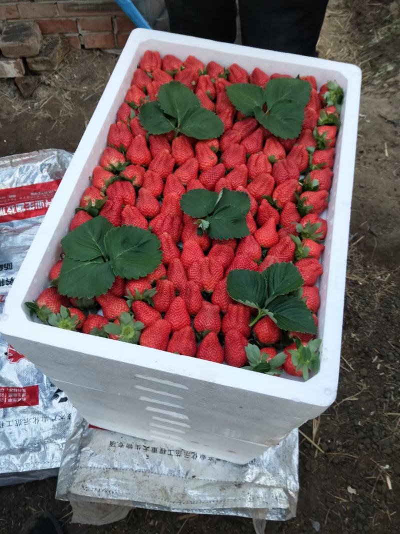 草莓各种品种应有尽有