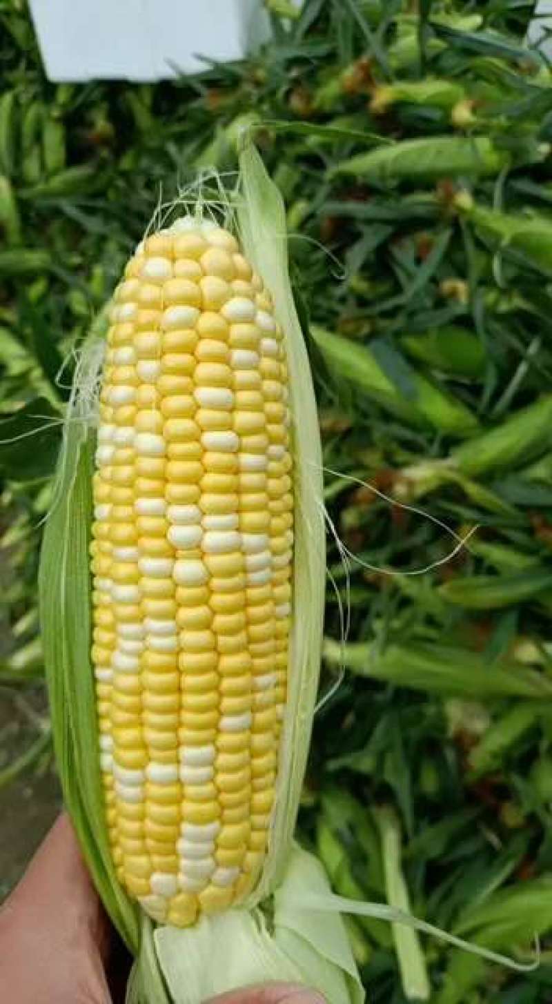 云南高原特色双色玉米，