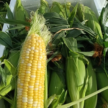云南高原特色双色玉米，